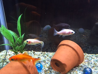 金魚