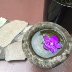 IMG_0525