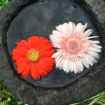 IMG_0529