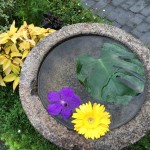 IMG_0530
