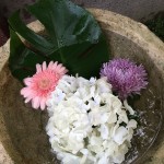 IMG_0531