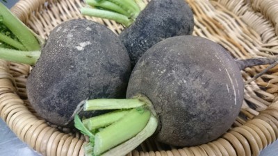 daikon01