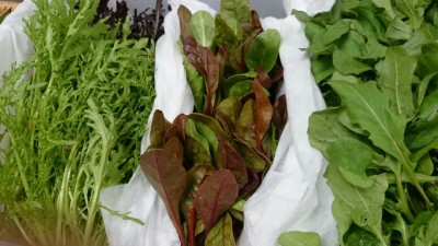 daikon02